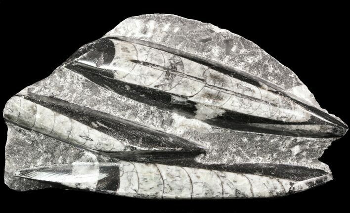 Polished Fossil Orthoceras (Cephalopod) Plate #52579